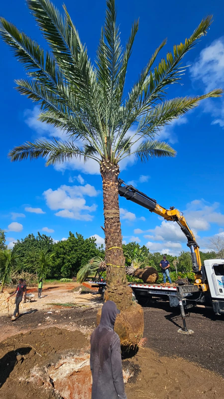 Equipo instalando palmera de gran porte