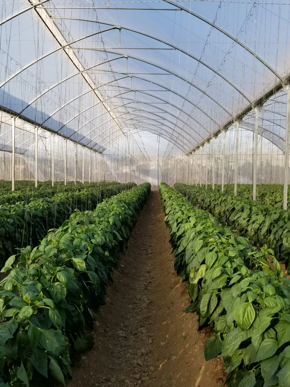 Interior de invernadero con cultivos en hileras