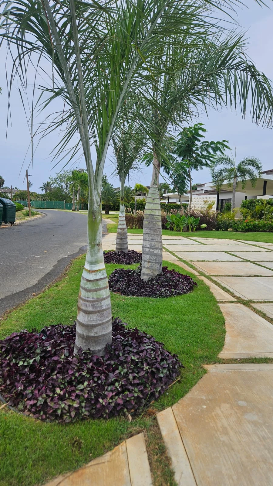 Hilera de palmeras y jardineras circulares